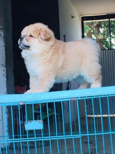 Chow Chow For Sale In Jaipur
