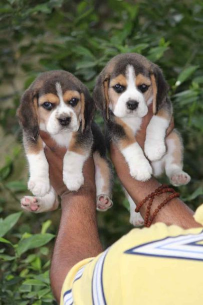 Beagle For Sale In Jaipur