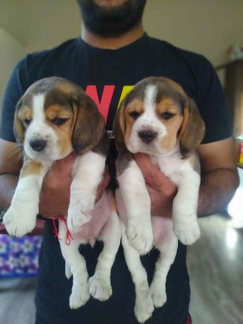 Beagle For Sale In Jaipur