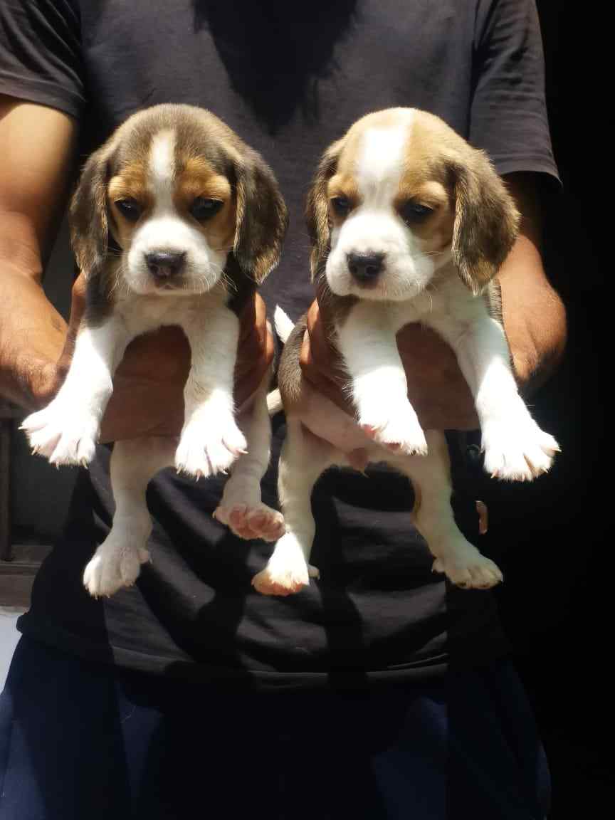 Beagle For Sale In Jaipur