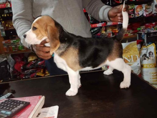 Beagle For Sale In Jaipur