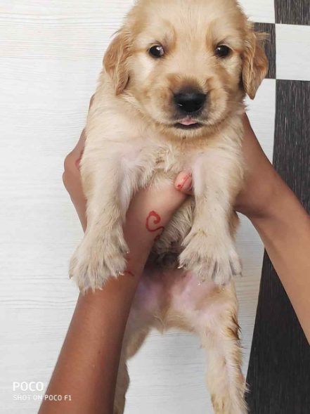 Golden Retriever For Sale In Bhubaneswar