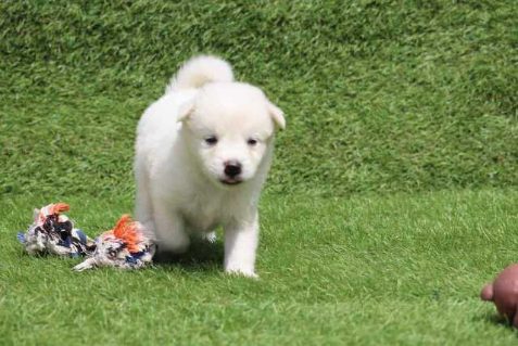 Pomeranian For Sale In Hyderabad