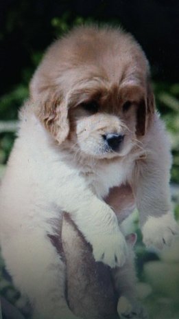 Golden Retriever For Sale In Jammu