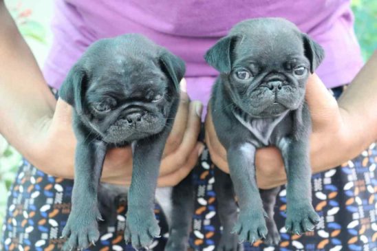 Pug For Sale In Jaipur