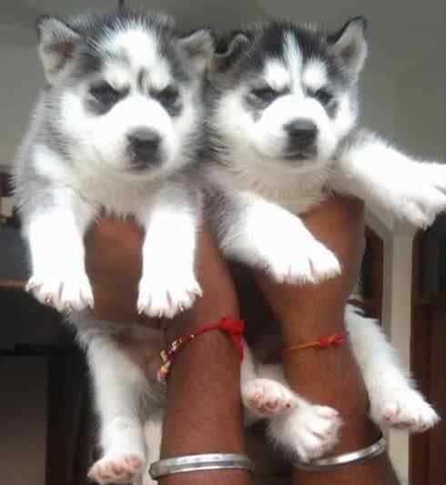 Siberian Husky For Sale In Kanpur
