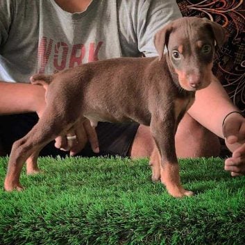 Doberman For Sale In Jaipur