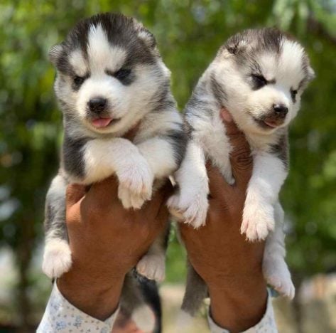 Siberian Husky For Sale In Guwahati