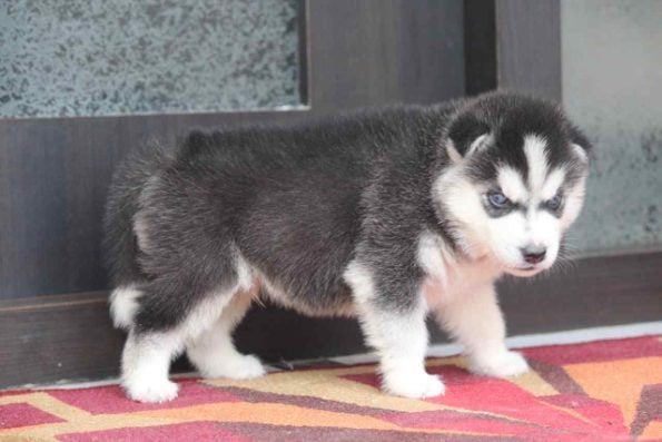 Siberian Husky For Sale In Guwahati