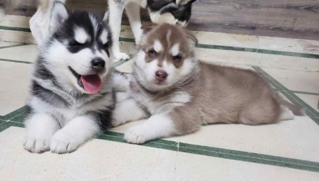 Siberian Husky For Sale In Guwahati