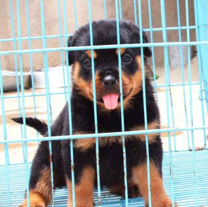 Rottweiler For Sale In Kanpur