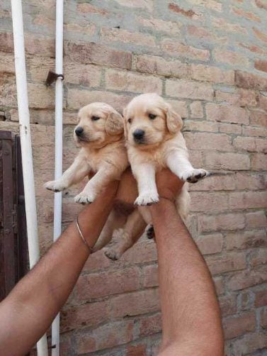 Golden Retriever For Sale In Jammu