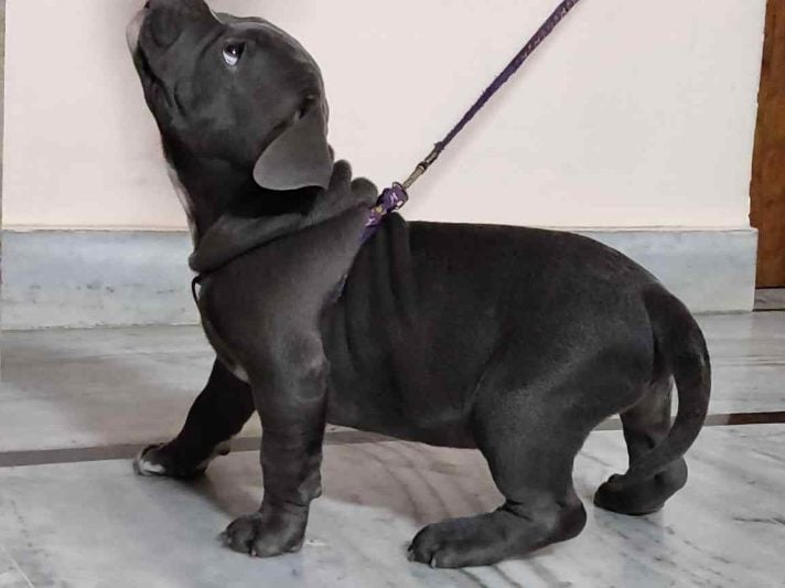 American Bully For Sale In Kochi