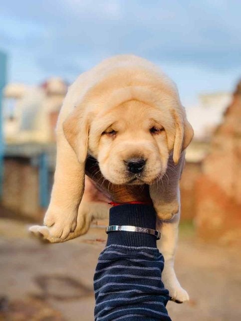 Labrador Retriever For Sale In Kozhikode