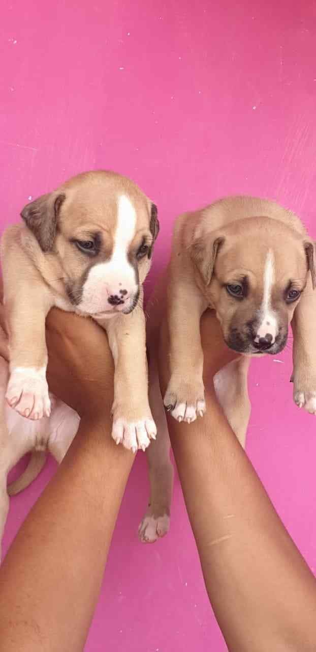 Pitbull For Sale In Meerut