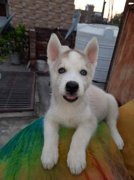 Siberian Husky For Sale In Guwahati