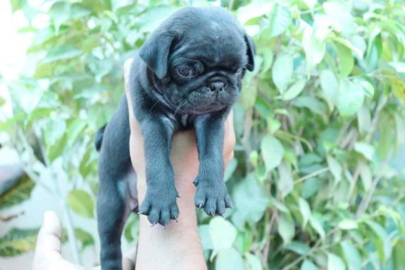 Pug For Sale In Delhi