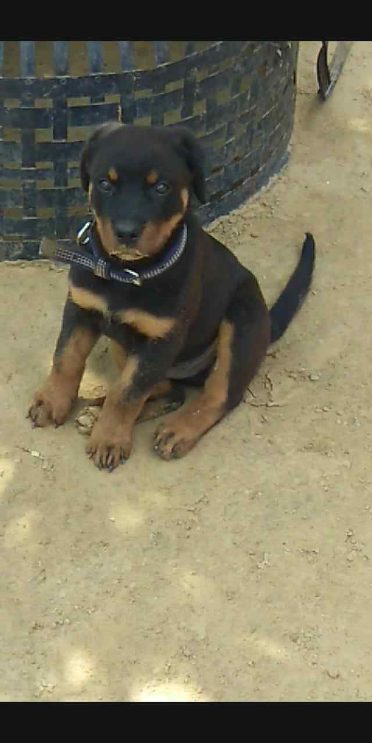 Rottweiler For Sale In Kanpur