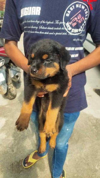 Rottweiler For Sale In Kanpur