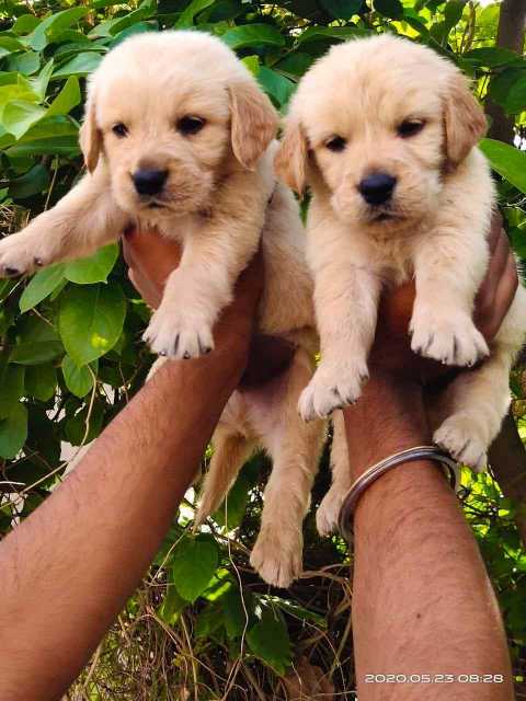 Golden Retriever For Sale In Jammu