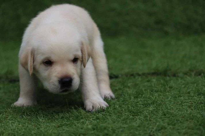 Labrador Retriever For Sale In Kozhikode