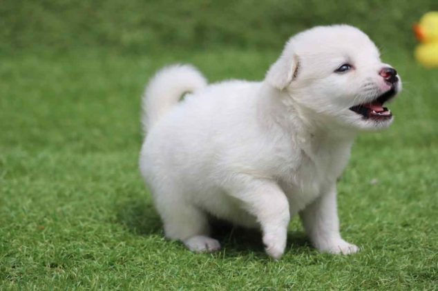 Pomeranian For Sale In Gorakhpur