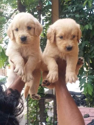 Golden Retriever For Sale In Jammu