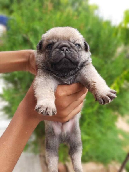 Pug For Sale In Jaipur