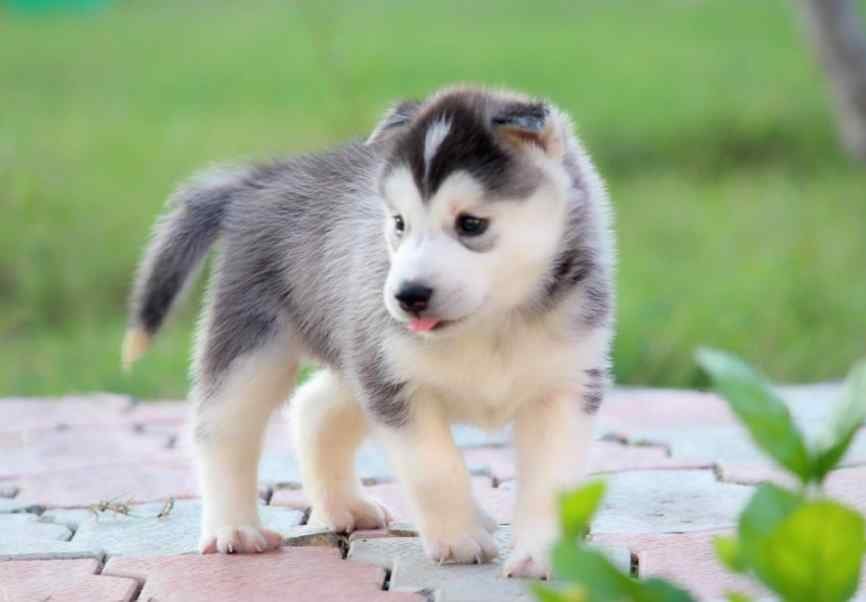 Siberian Husky For Sale In Guwahati