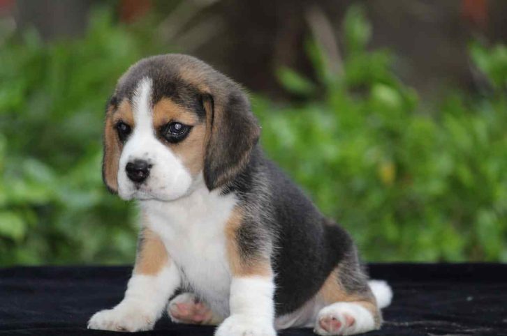 Beagle For Sale In Kottayam