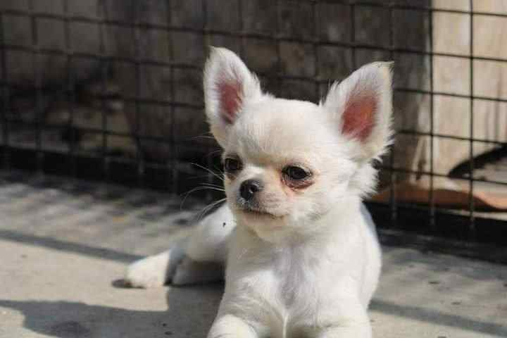 Chihuahua For Sale In Pune