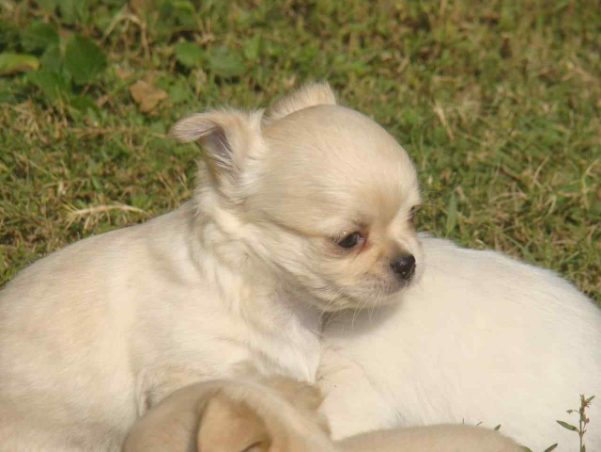 Chihuahua For Sale In Pune