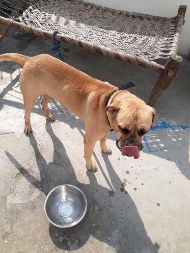 Bullmastiff Dogs For Mating In Agra
