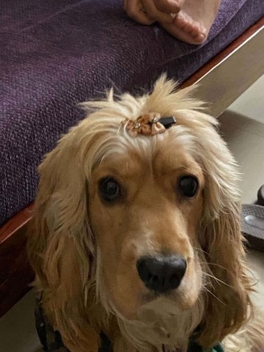 Cocker Spaniel Dogs For Mating In Gurgaon