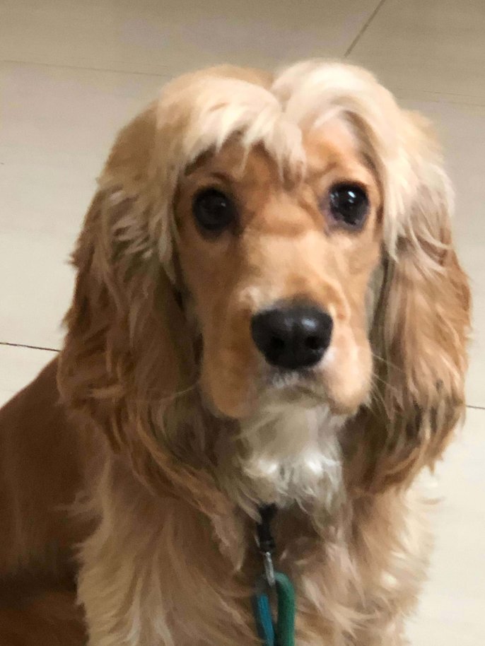 Cocker Spaniel Dogs For Mating In Gurgaon