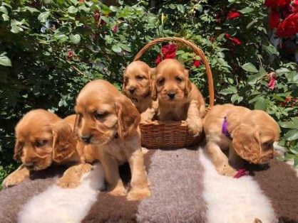 English Cocker Spaniel For Sale In Delhi