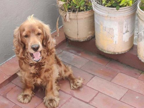 Cocker Spaniel Dogs For Mating In Bangalore