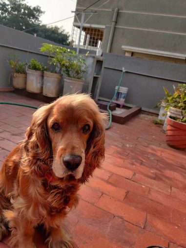 Cocker Spaniel Dogs For Mating In Bangalore