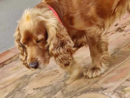 Cocker Spaniel Dogs For Mating In Bangalore