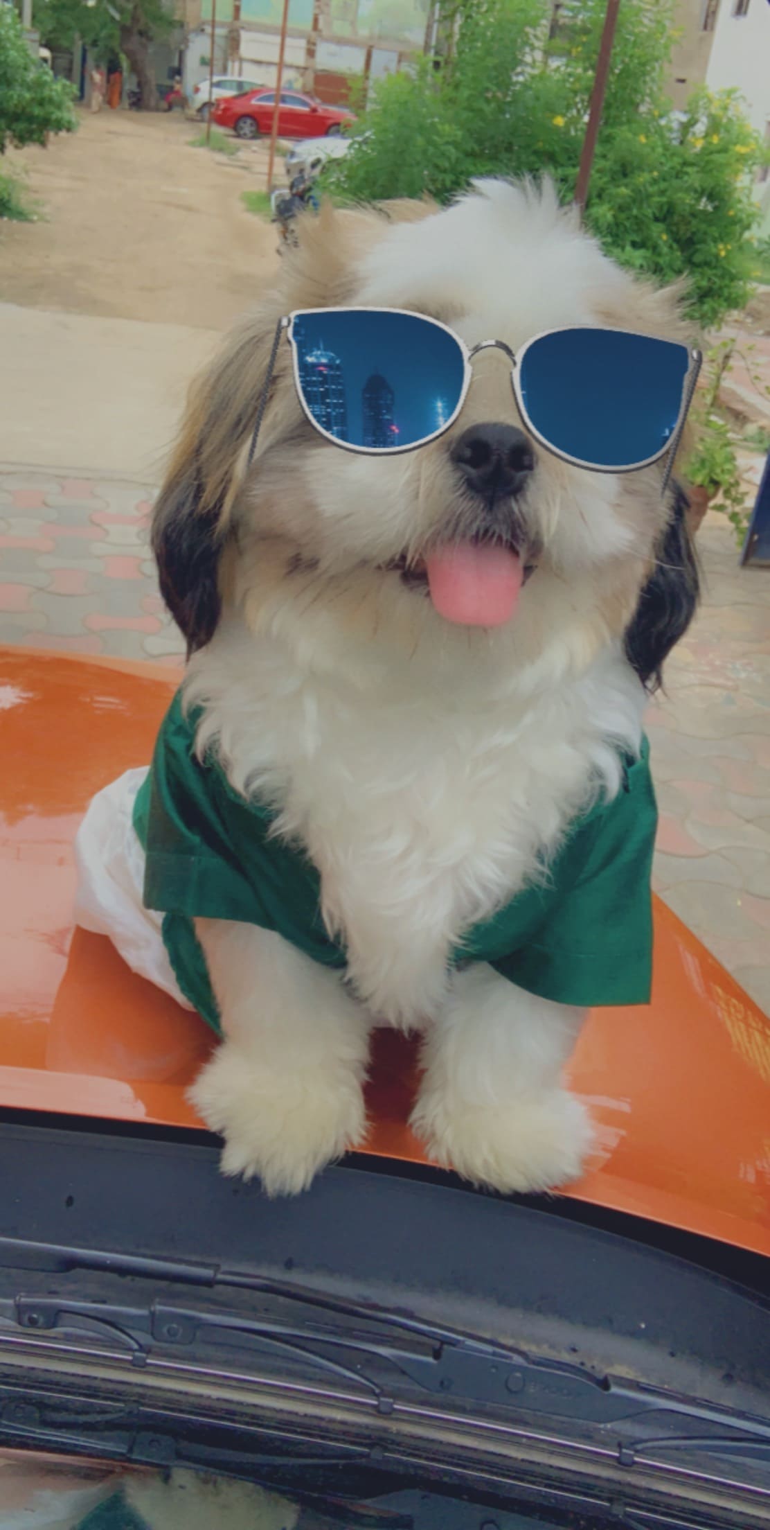 Shih Tzu Dogs For Mating In Chandigarh