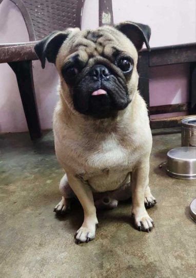 Pug Dogs For Mating In Hyderabad