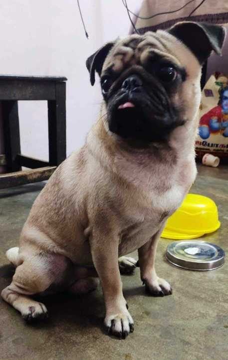 Pug Dogs For Mating In Hyderabad