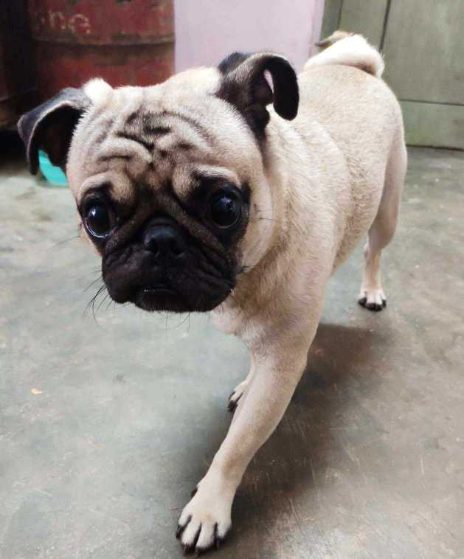 Pug Dogs For Mating In Hyderabad