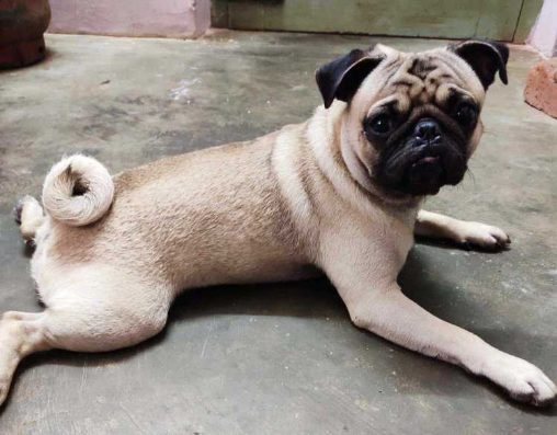 Pug Dogs For Mating In Hyderabad