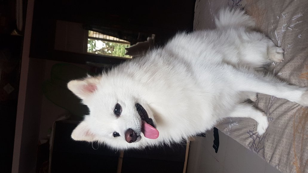 Pomeranian Dogs For Mating In Bangalore