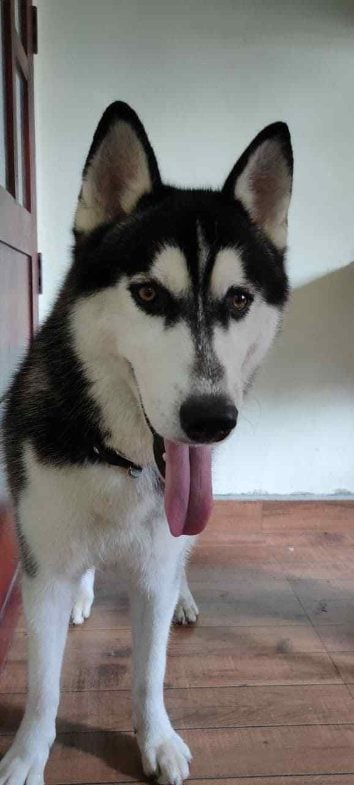 Siberian Husky Dogs For Mating In Hoshiarpur