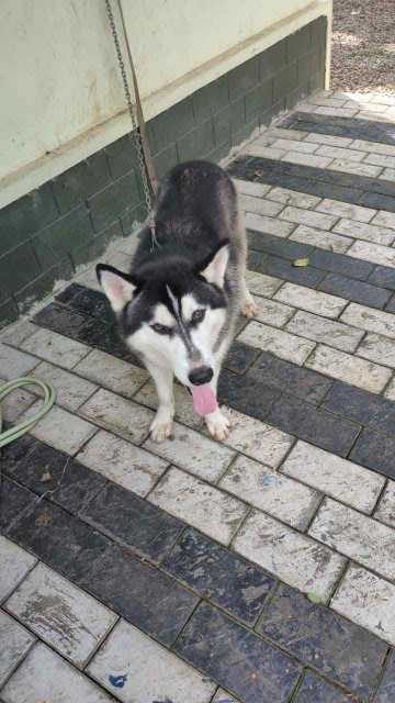 Siberian Husky Dogs For Mating In Hoshiarpur