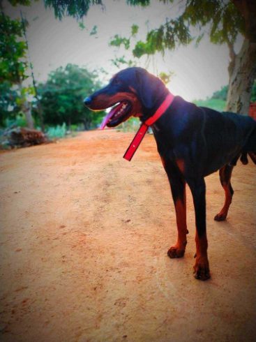 Doberman Dogs For Mating In Madurai