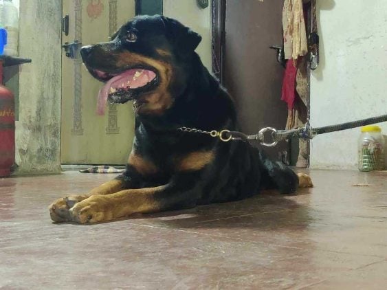 Rottweiler Dogs For Mating In Mandi HP