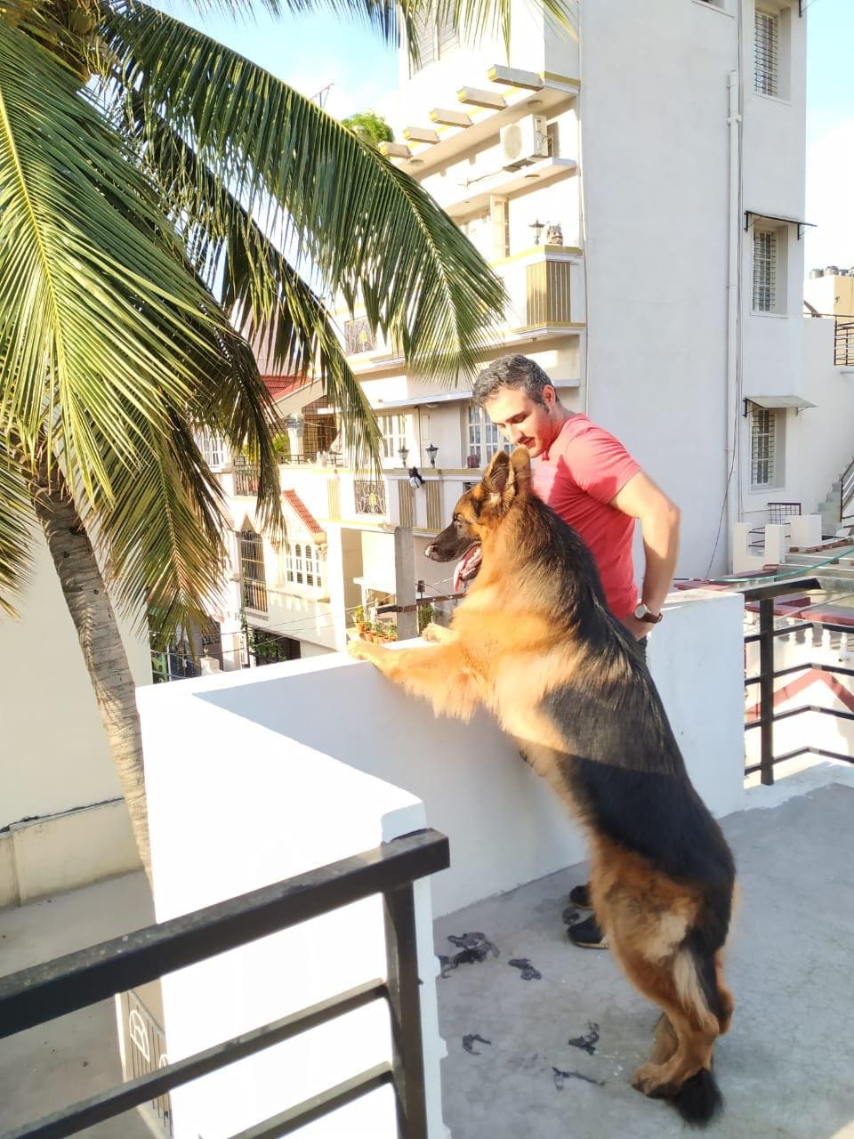 German Shepherd Dogs For Mating In Madurai